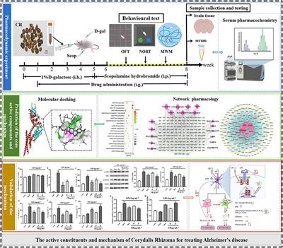 Integrating serum pharmacochemistry and network pharmacology to reveal the active constituents and mechanism of Corydalis Rhizoma in treating Alzheimer’s disease
